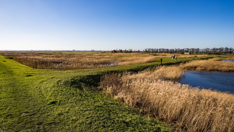 Een foto van een polder, je ziet riet, gras, water en een paard.