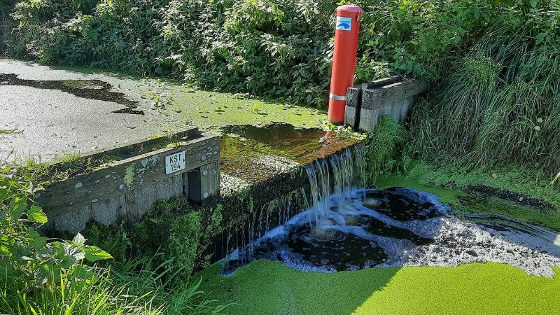 Algen in water bij een muur.