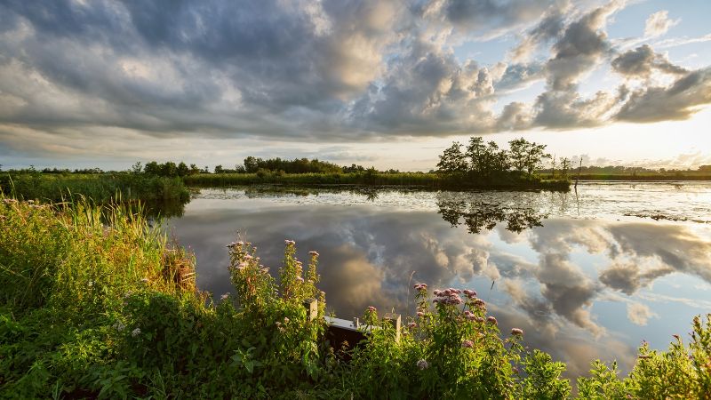 De Alde Feanen inclusief planten