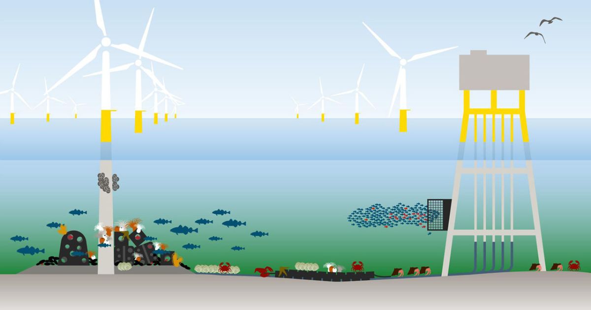 Nieuwe catalogus voor ontwerp van natuurinclusieve offshore windparken ...